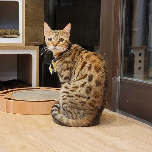 Catmember 滋賀県彦根市の猫カフェ ペットショップならlily Blanc