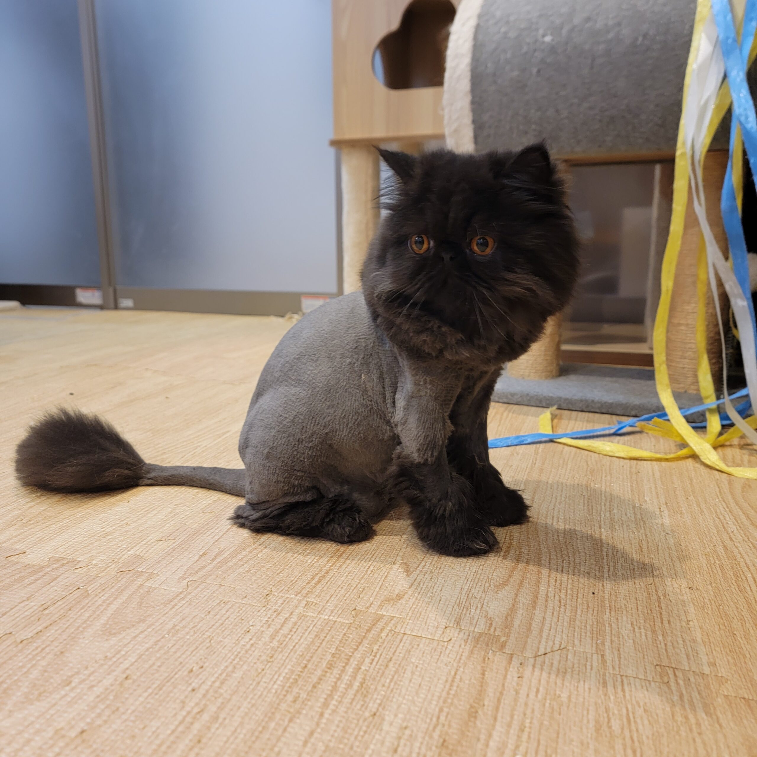 猫 ライオン カット