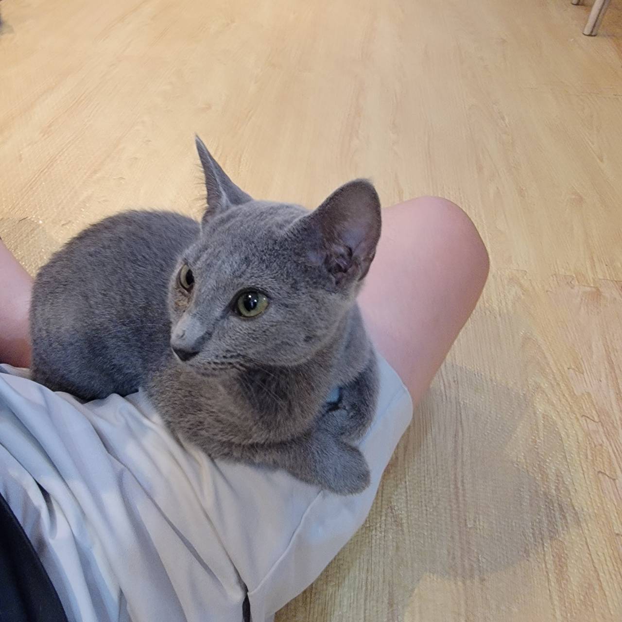 ロシアンブルーのショウブ、8月の成長記録 - 滋賀県彦根市の猫カフェ