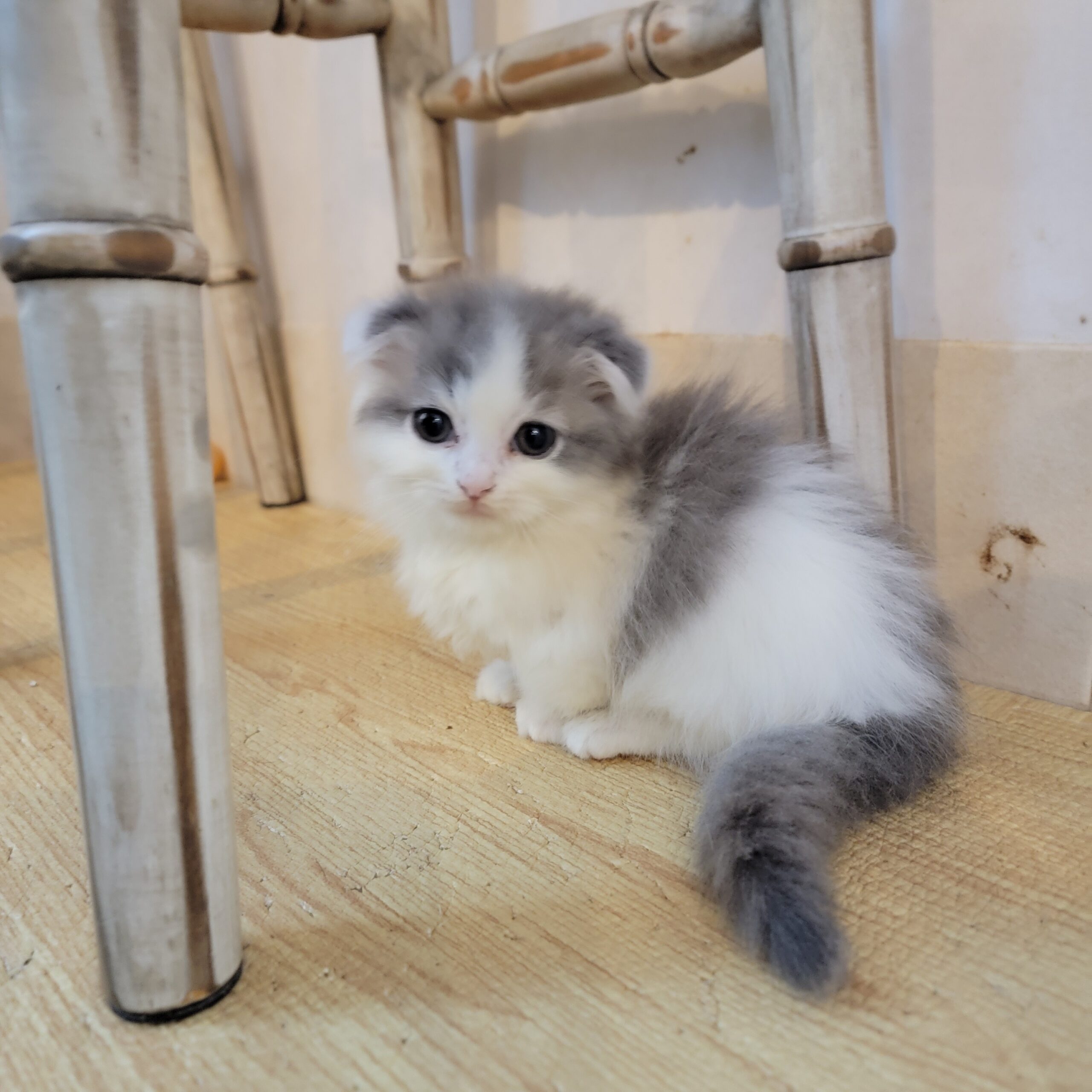 2月10日、マンチカンの子猫が仲間入り - 滋賀県彦根市の猫カフェ
