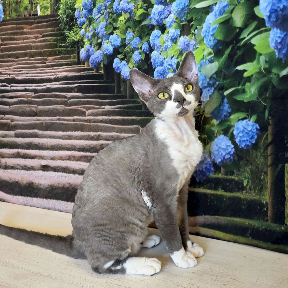 ミント