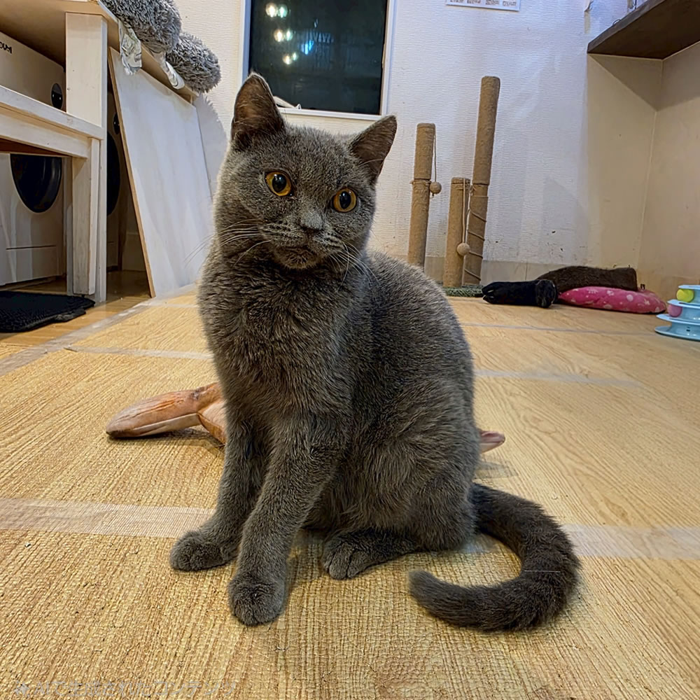 ノキ