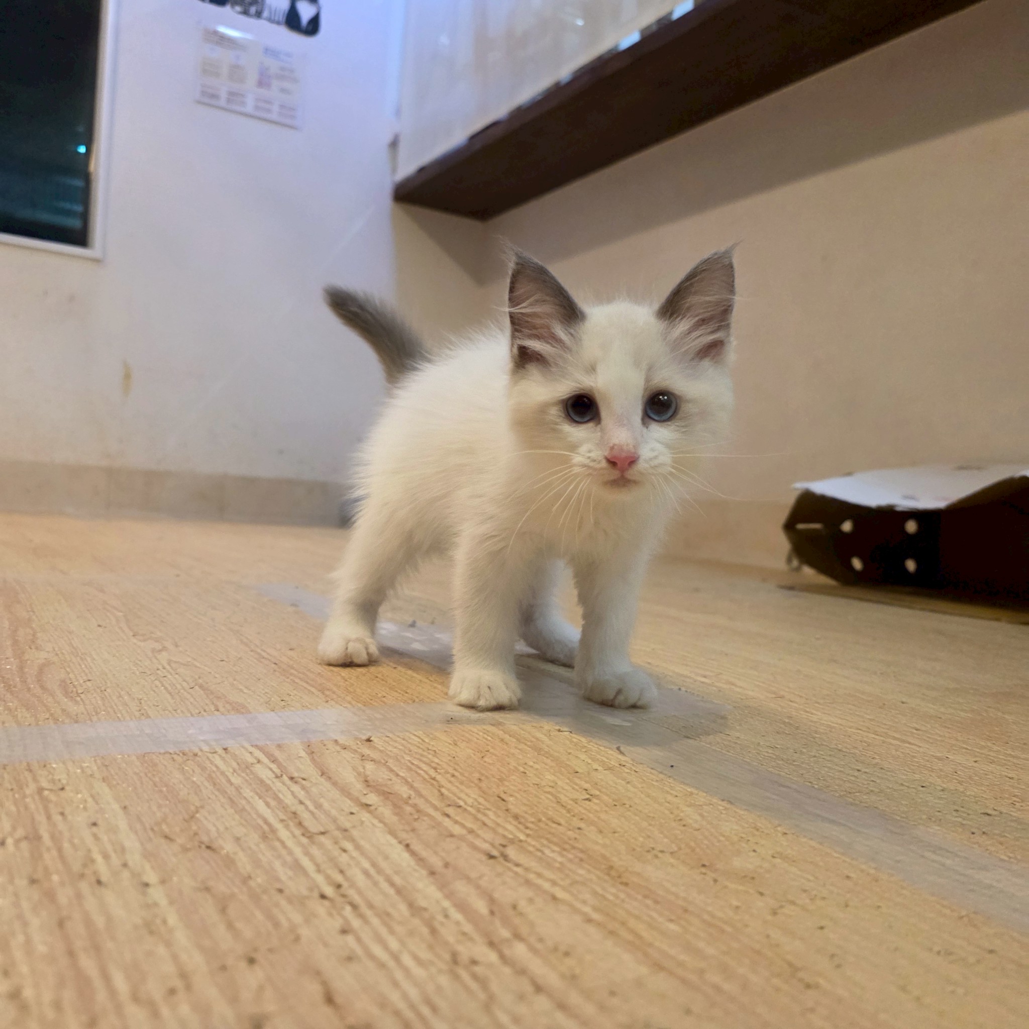 リョウブ