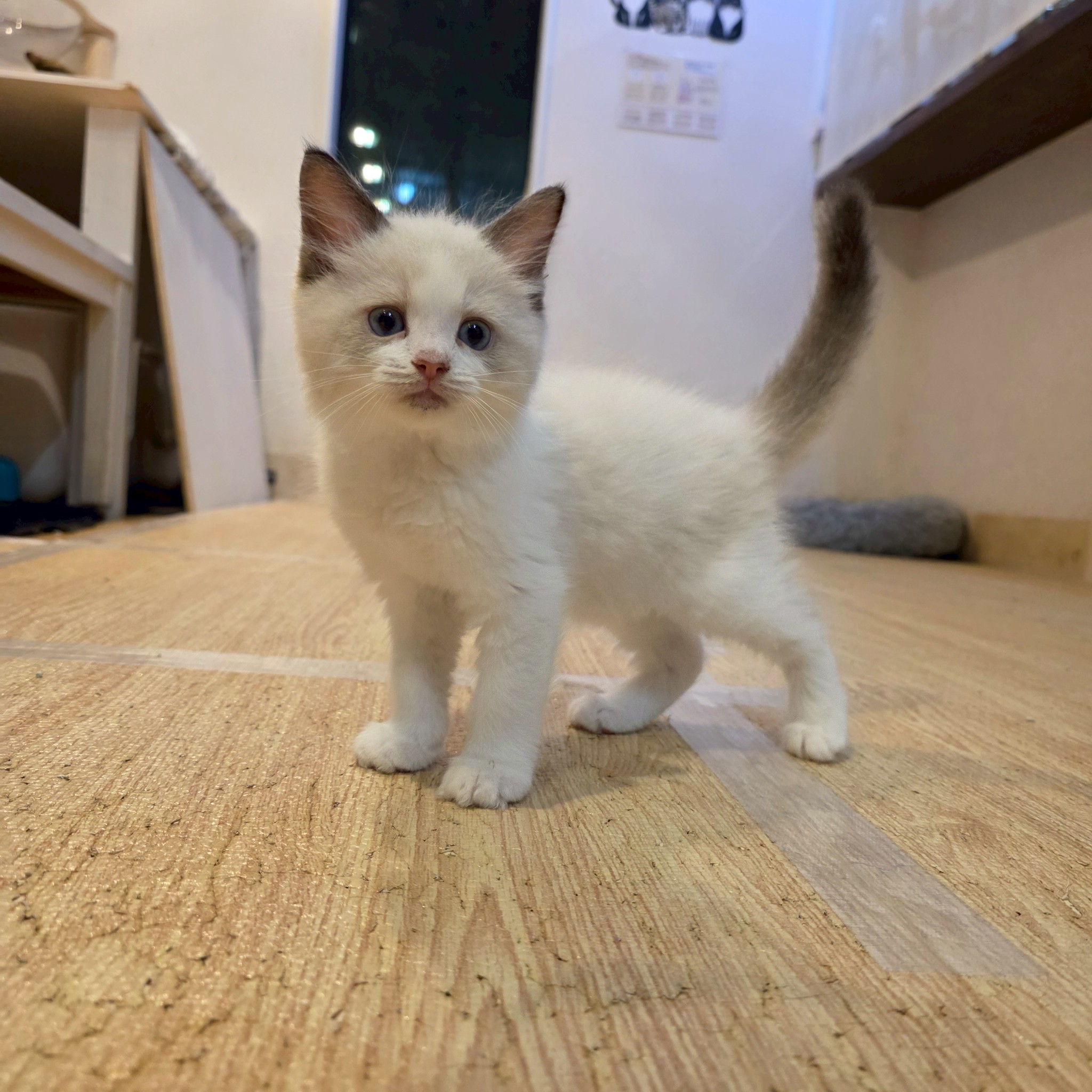 シュロ