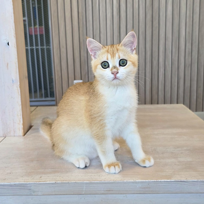 Catmember - 滋賀県彦根市の猫カフェ・ペットショップならLily Blanc