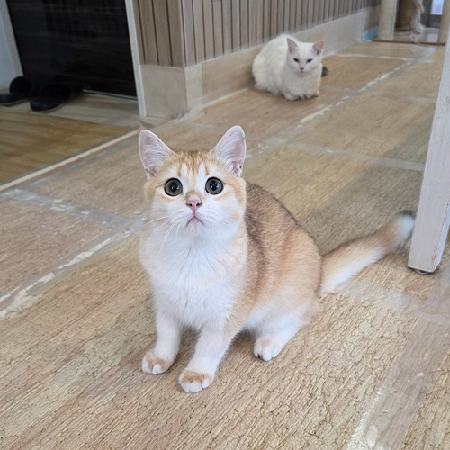 ソニア